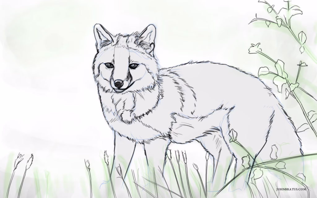 Digital sketch of a grey fox prowling in grassy fields