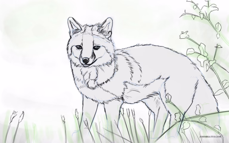 Digital sketch of a grey fox prowling in grassy fields