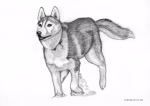 Pencil drawing of a Siberian husky running in snow