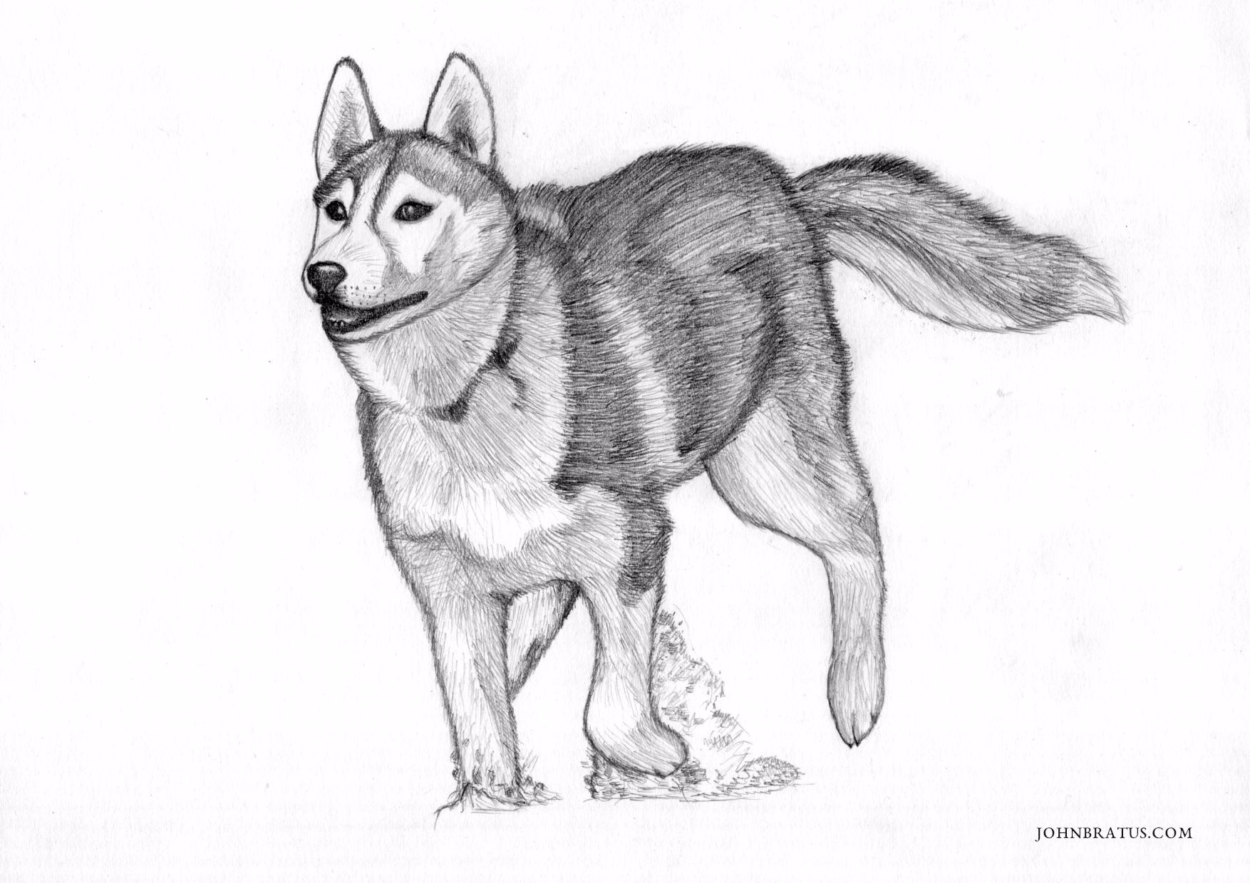 Pencil drawing of a Siberian husky running in snow