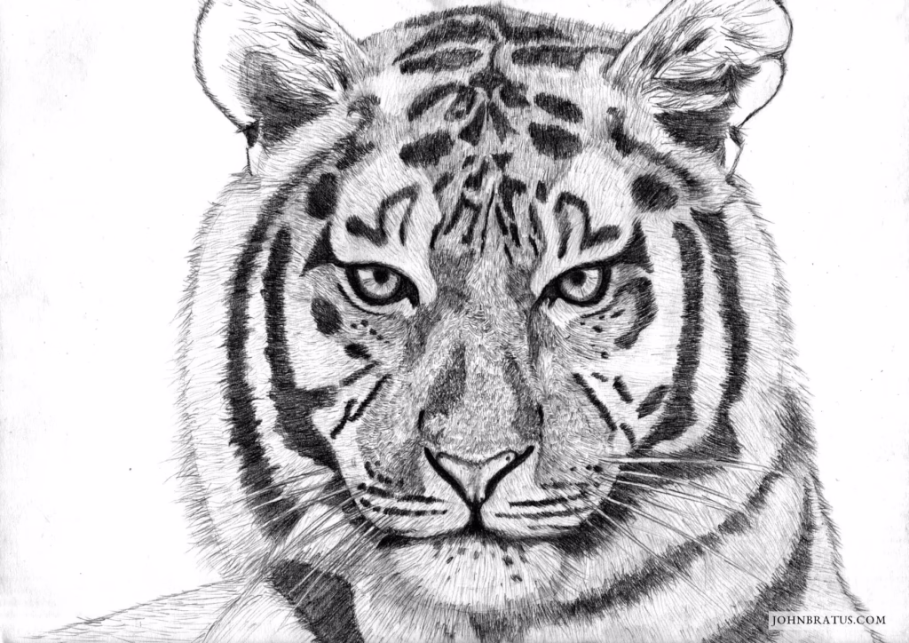 Pencil drawing of a tiger's head