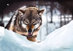 Digital painting of an angry wolf running through snowy expanses